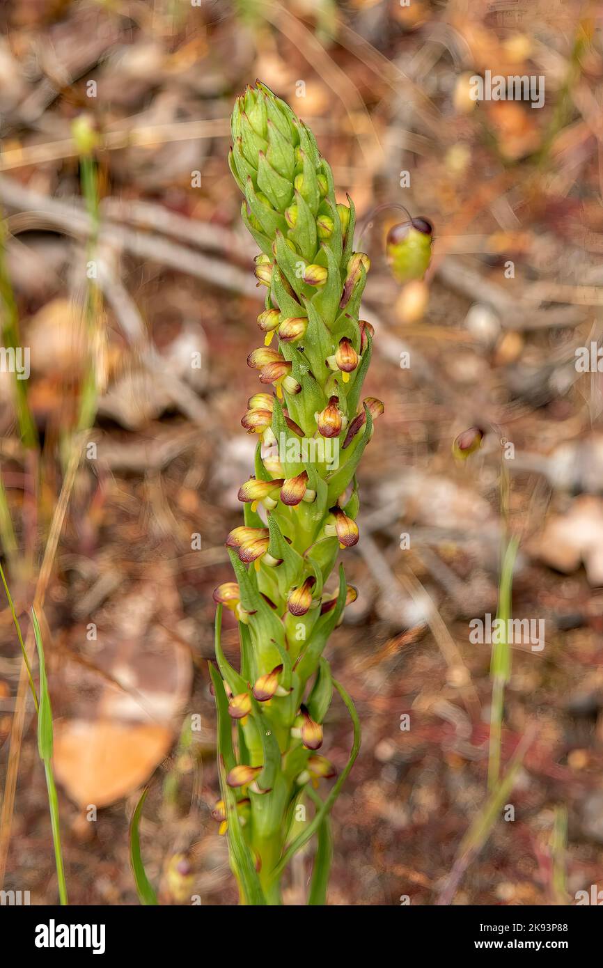 Disa bracteata, South African Weed Orchid Stock Photo