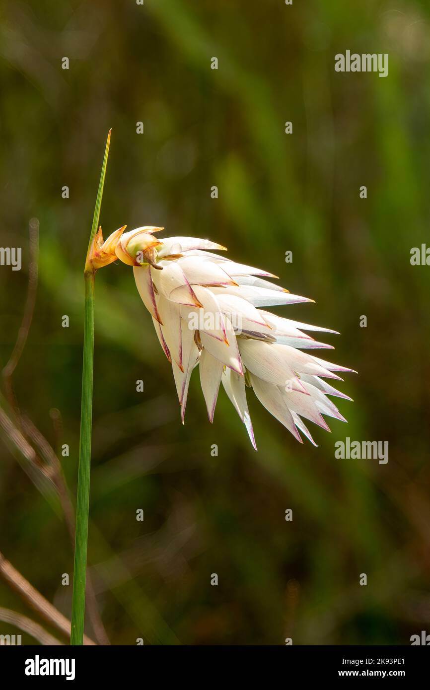 Johnsonia lupulina, Hooded Lily Stock Photo