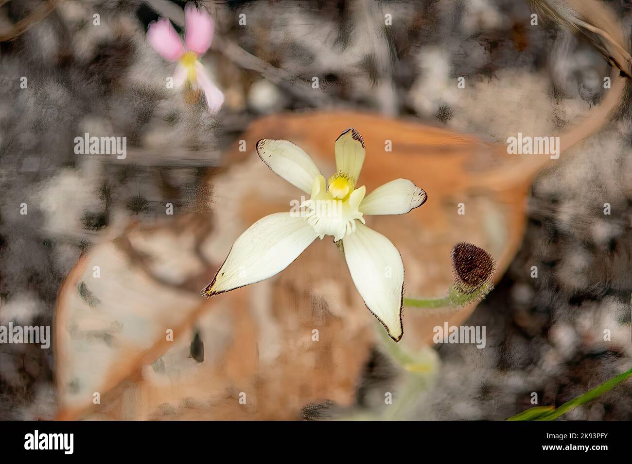 Caladenia marginata, White Fairy Orchid Stock Photo