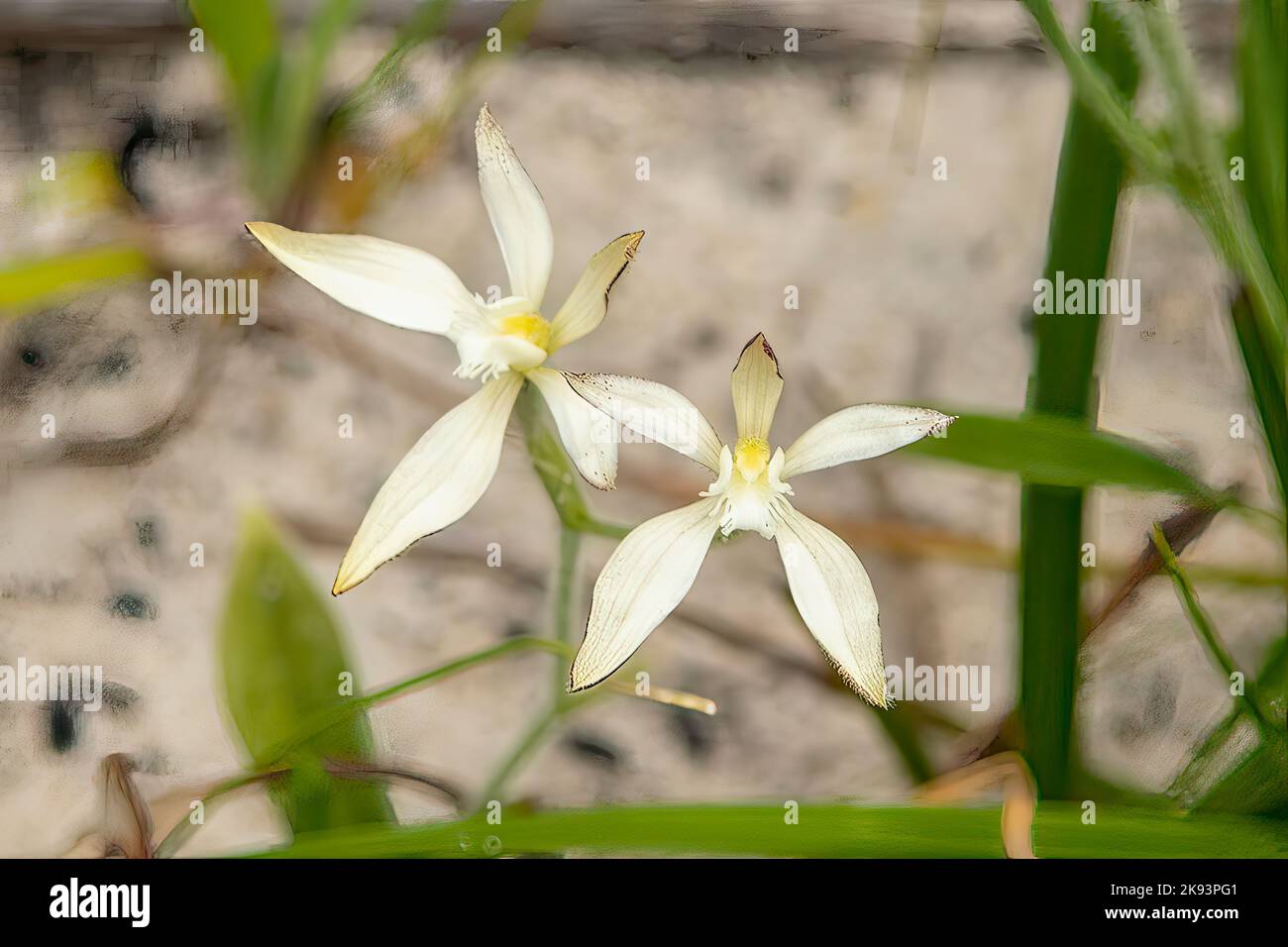 Caladenia marginata, White Fairy Orchid Stock Photo