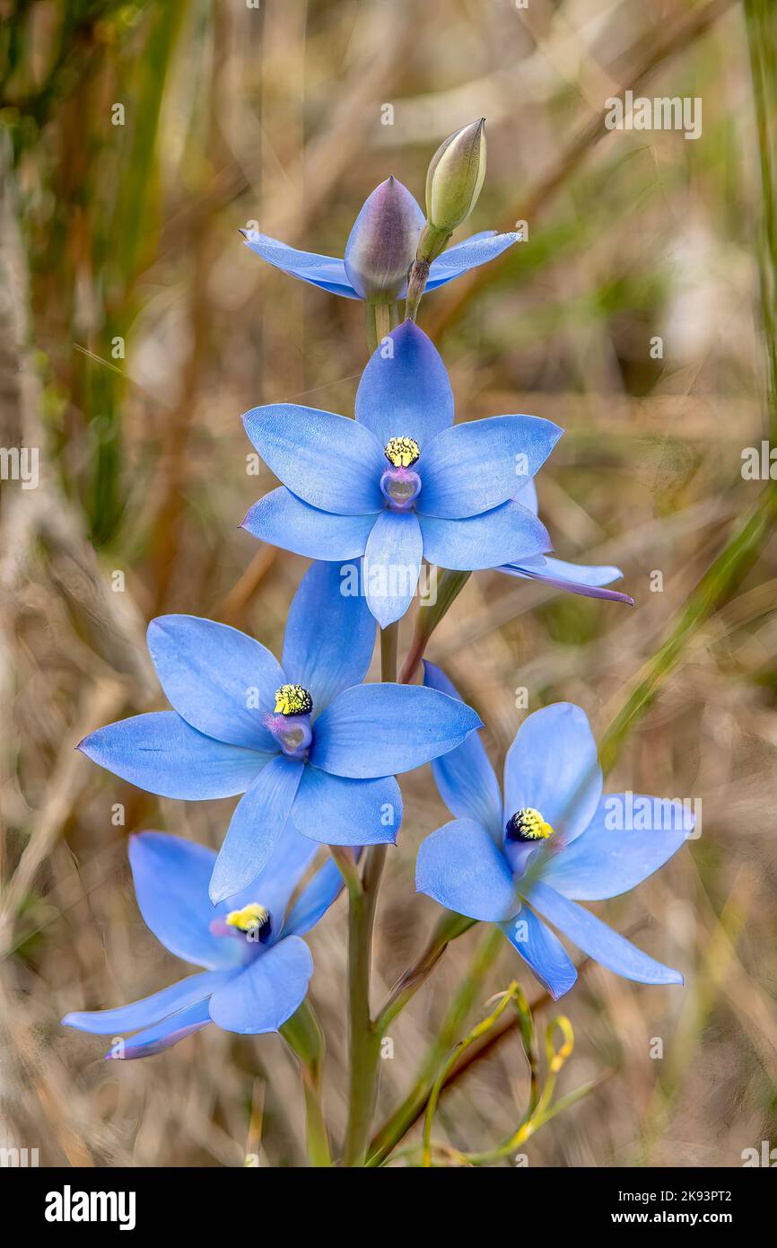 Thelymitra crinita, Blue Lady Orchid Stock Photo
