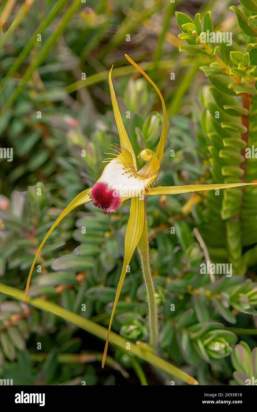 Funnel Web Spider Orchid Hi res Stock Photography And Images Alamy