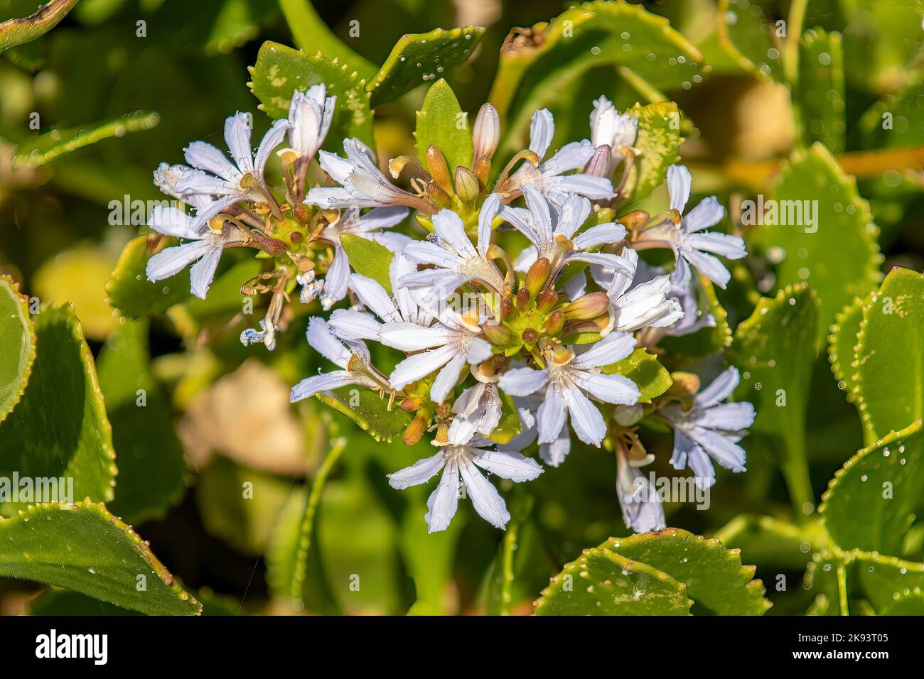 Scaevola nitida, Blue Fan Flower Stock Photo