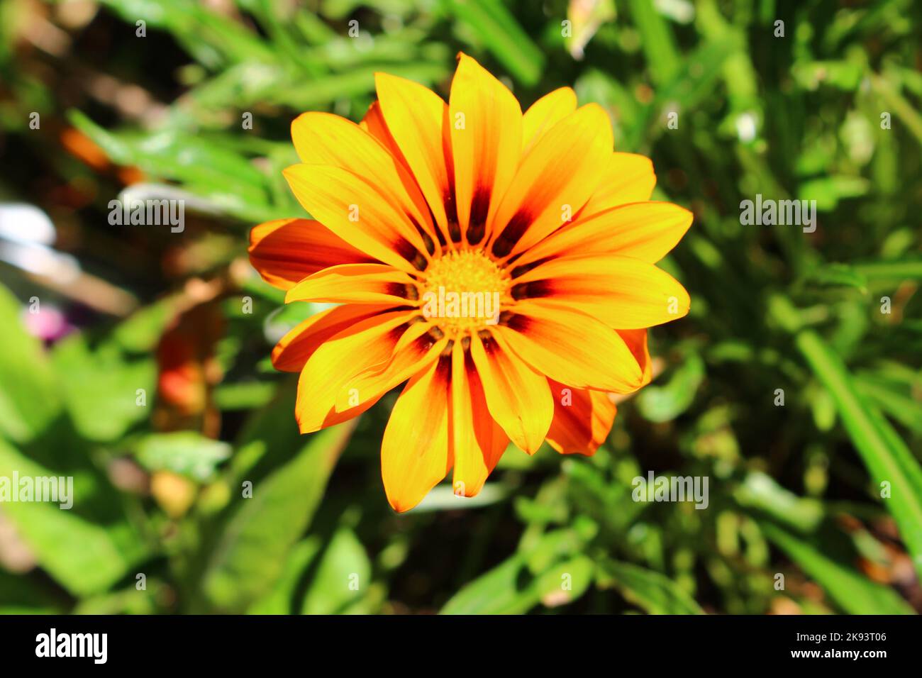 yellow red flower close-up gazania linearis Stock Photo