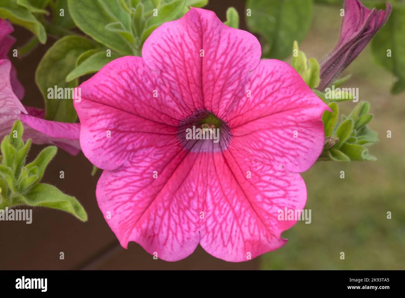 Petunia 'Surfinia Hot Pink' Stock Photo