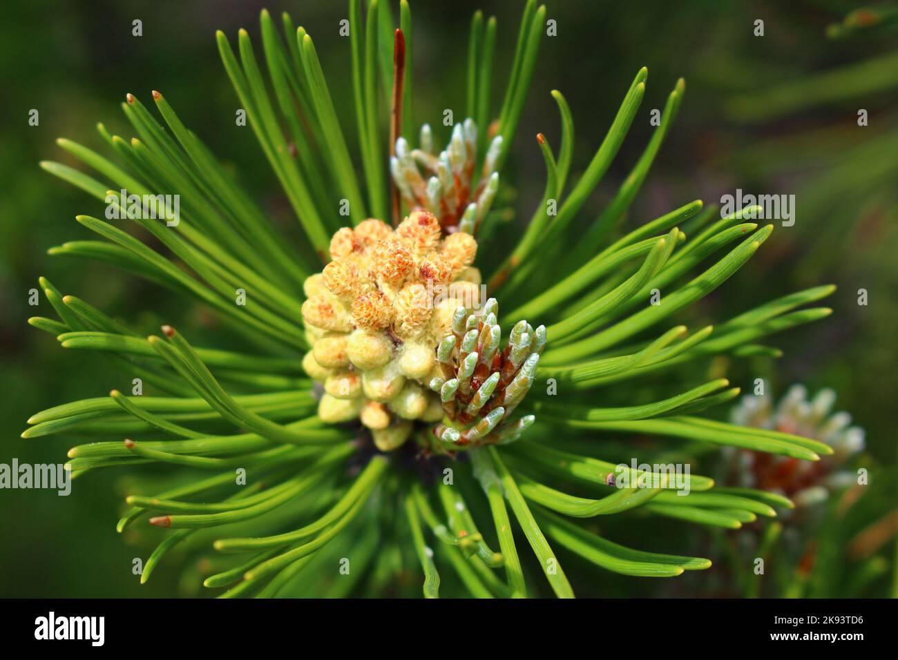 mountain pine pinus mugo Stock Photo