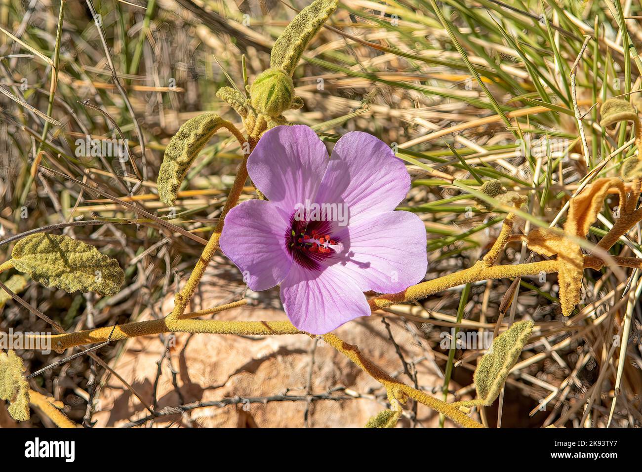 Alogyne huegelii, Purple Native Hibiscus Stock Photo