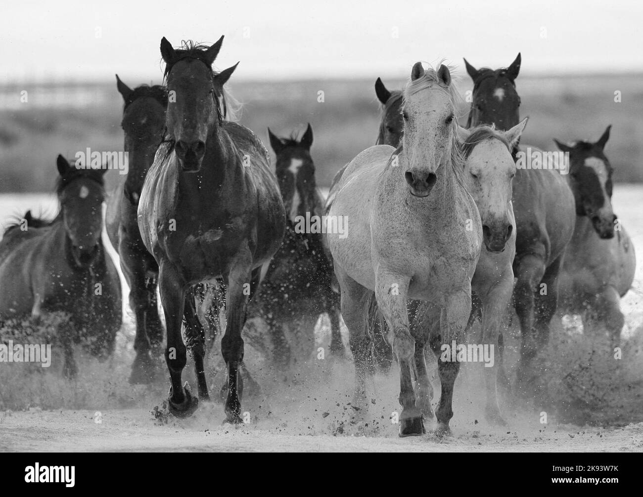 out-of-the-water-ruby-valley-stock-photo-alamy