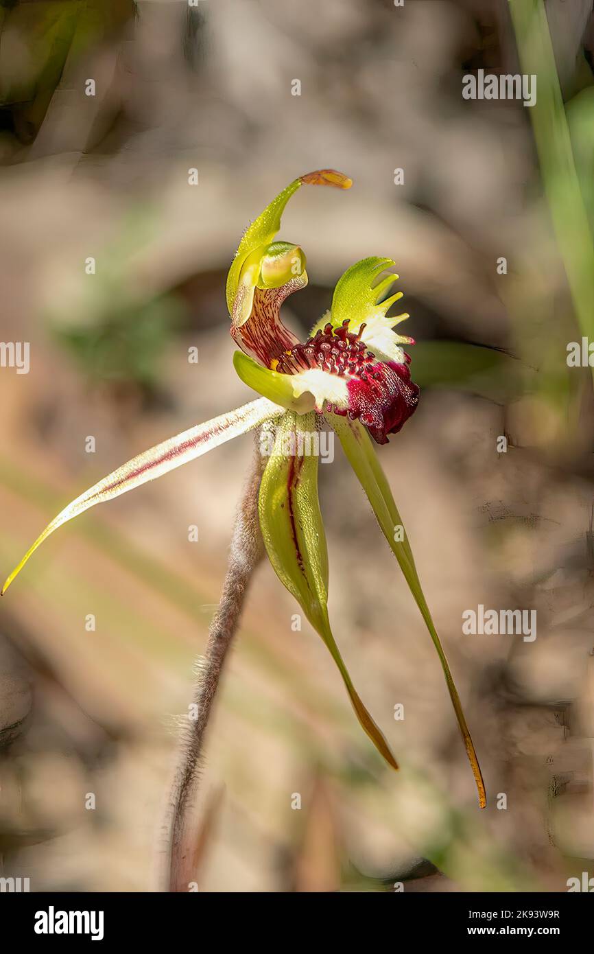 Caladenia parva, Brown-clubbed Spider Orchid Stock Photo