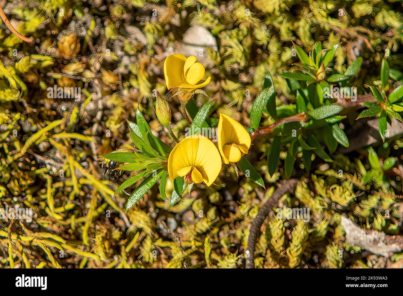 Pultenea pedunculata, Matted Bush-pea Stock Photo