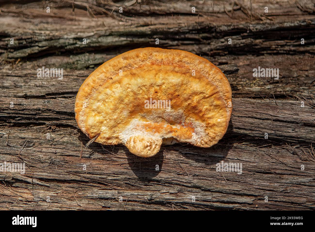Pycnoporus coccineus, Scarlet Bracket Fungus Stock Photo