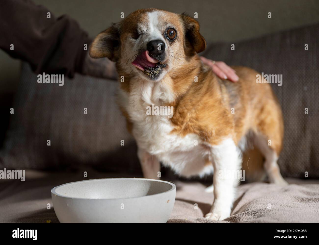 Dog sofa damaged hi-res stock photography and images - Alamy