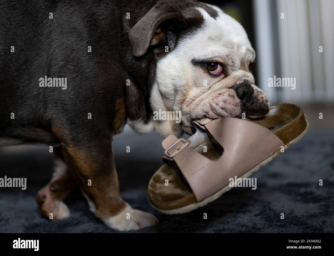 Bulldog Slippers - Woman (One Size Fits Most), 傢俬＆家居, 廚具和餐具, 餐桌布和紡織布品-  Carousell