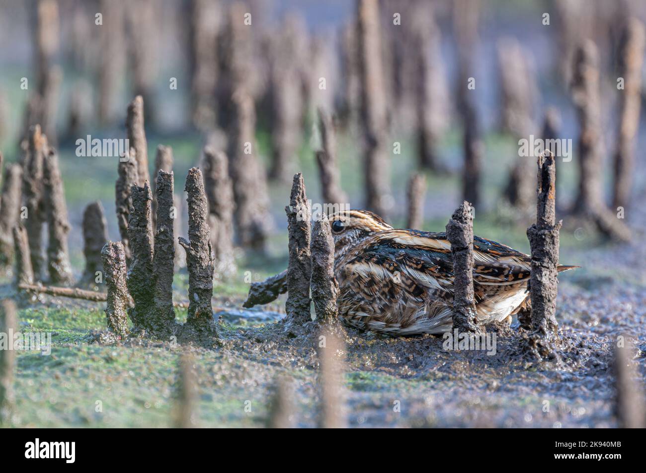 Jack Snipe Lymnocryptes minimus crouching down in an old reed bed to avoid detection, North Norfolk, UK Stock Photo