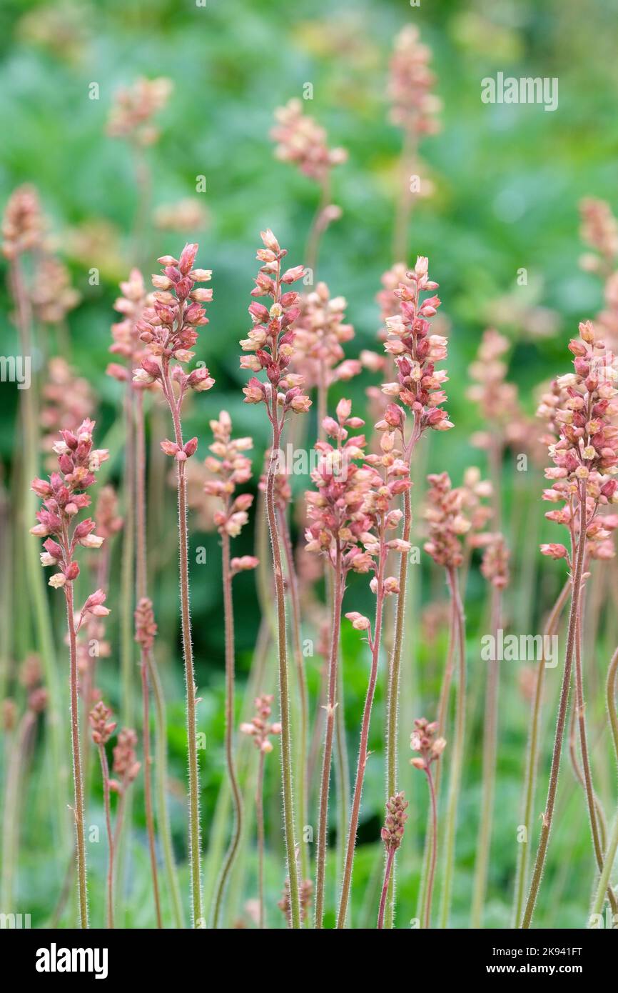 Heuchera cylindrica, Poker Coral Bells, Poker Allumroot, Roundleaf Alumroot, Coral Bells.  Herbaceous perennial from Saxifragaceae family Stock Photo