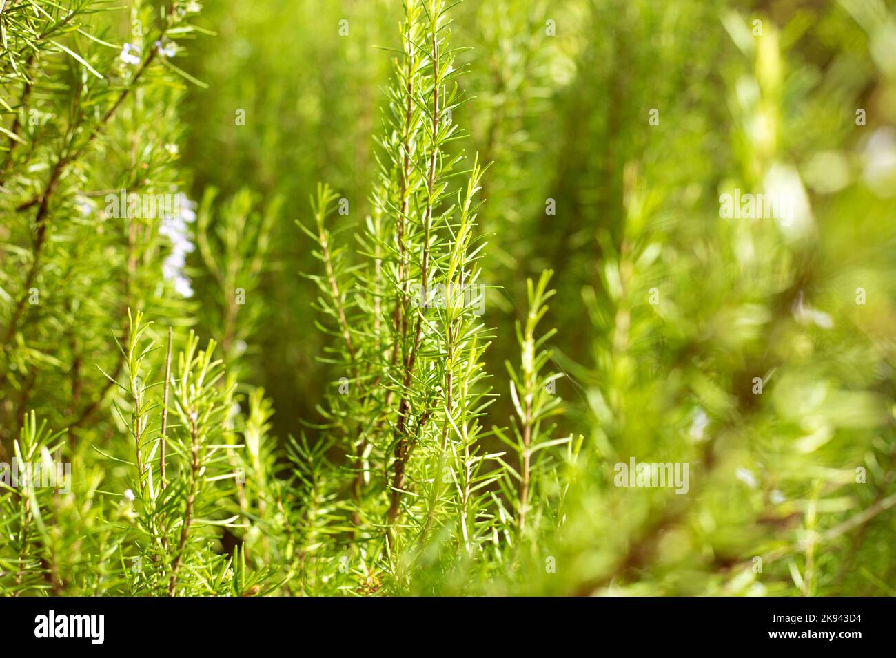 Rosemary Plant Close Up Blur Background. Salvia Rosmarinus Field Stock Photo