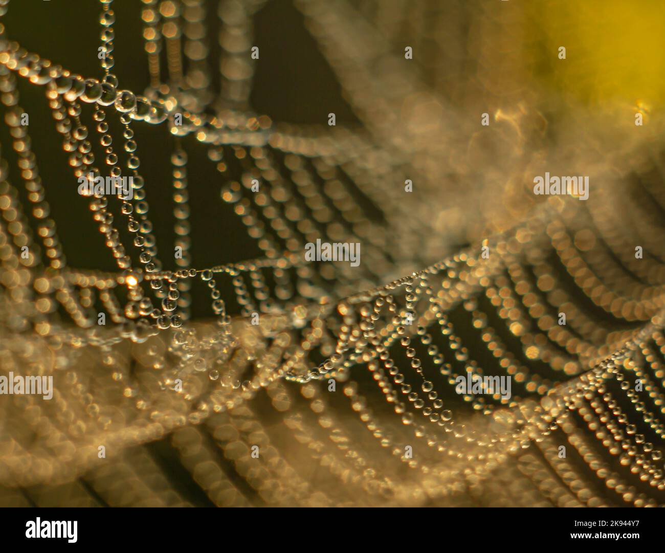 DroDrops of morning dew glisten on a cobweb against a dark backgroundps of morning dew glisten on the web Stock Photo