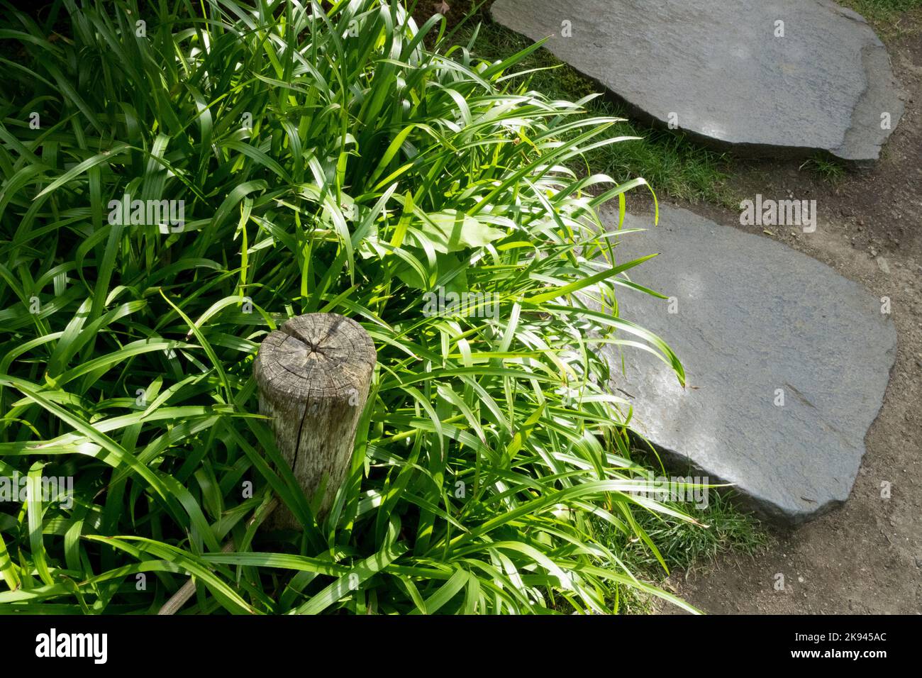 Grass suitable for edging paths in the garden, in shady areas Luzula sylvatica Stock Photo