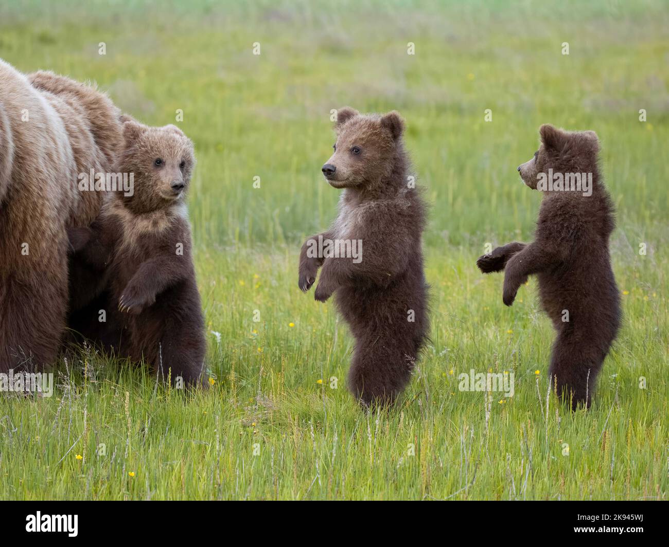 One of the bears hugs mum for support. Alaska, USA THESE ADORABLE images show three young cubs