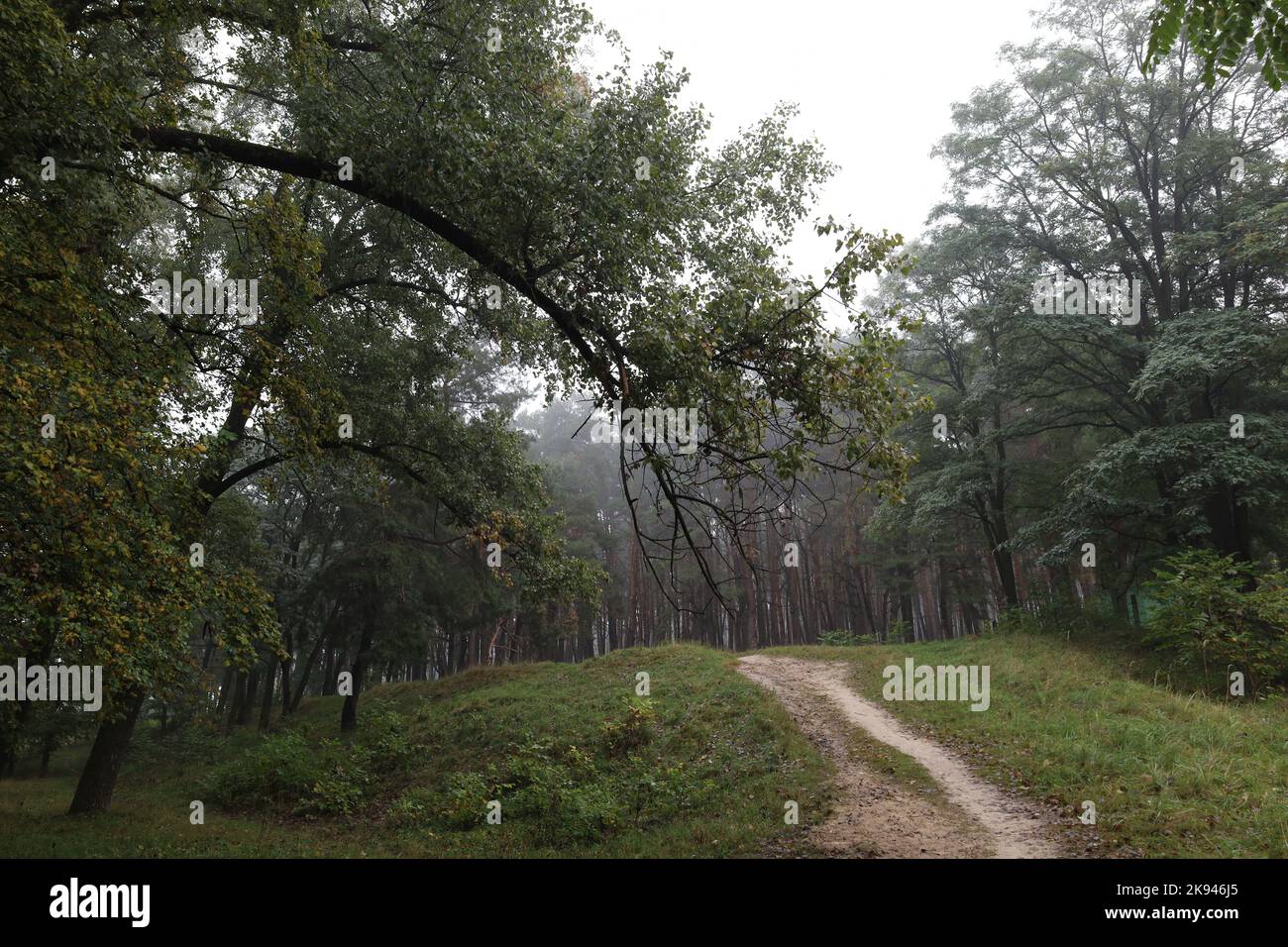 Pine trees summer foggy forest hires