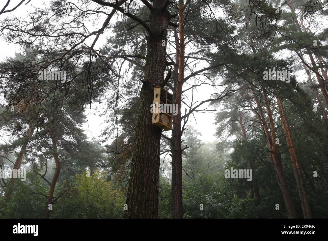 Foggy pine trees hires stock photography