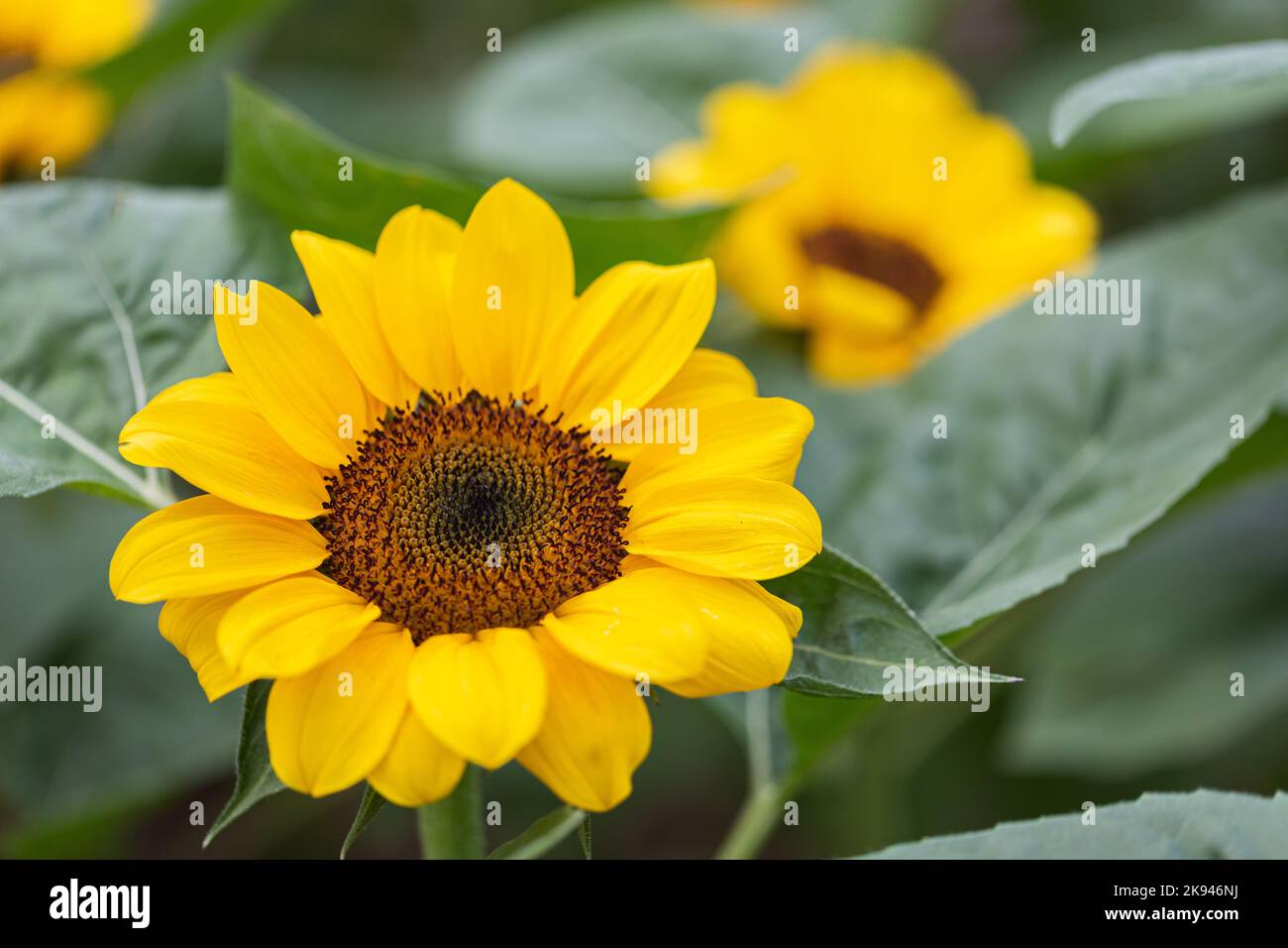 Wind farm in sunflower hi-res stock photography and images - Alamy