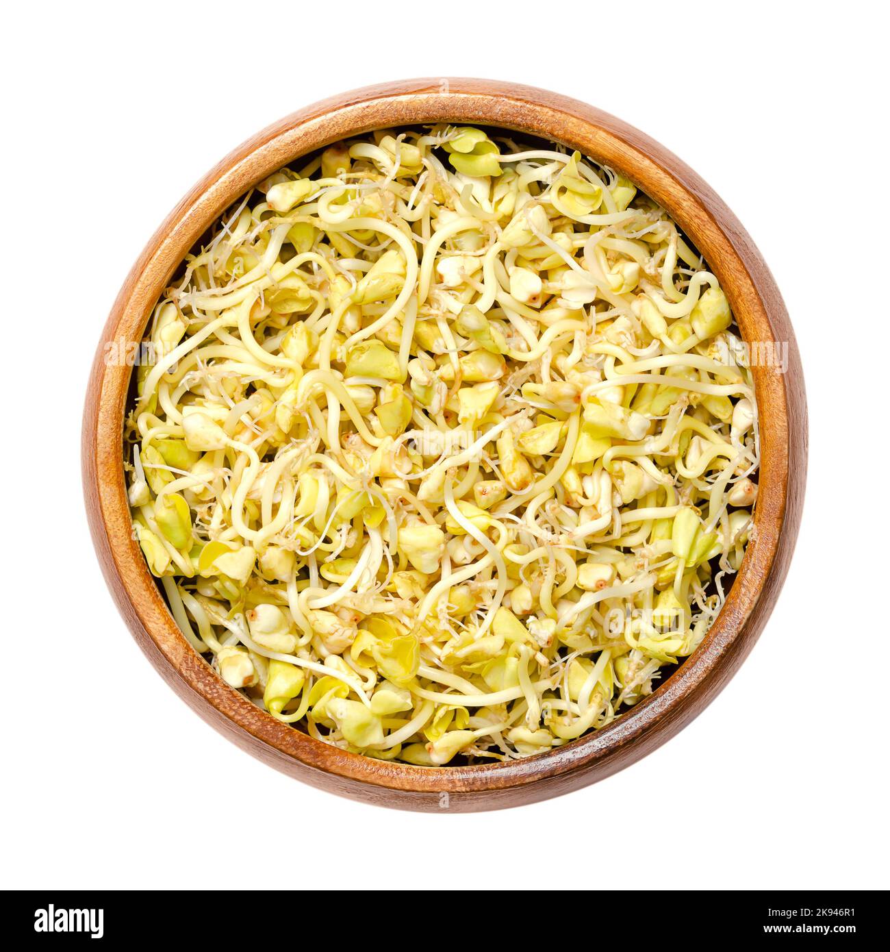 Fresh buckwheat sprouts in a wooden bowl. Sprouted hulled common buckwheat seeds, Fagopyrum esculentum, with cotyledons and small roots. Stock Photo