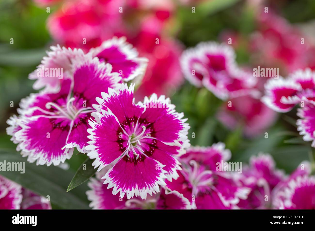 Bright Sweet William flowers Dianthus barbatus flowering in a garden. Dianthus flowers (Dianthus spp.) Stock Photo