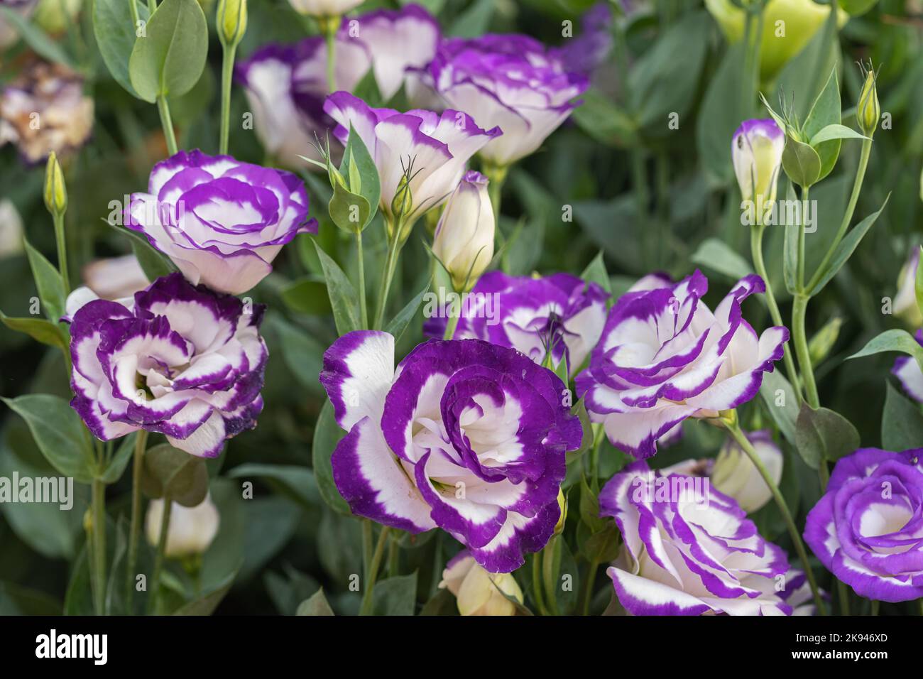 Close up of Lisianthus flowers or Eustoma plants blossom in flower garden. Stock Photo