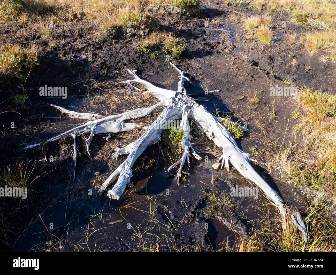 An ancient Scots Pine stump in a peat bog in the Glen Canisp forest