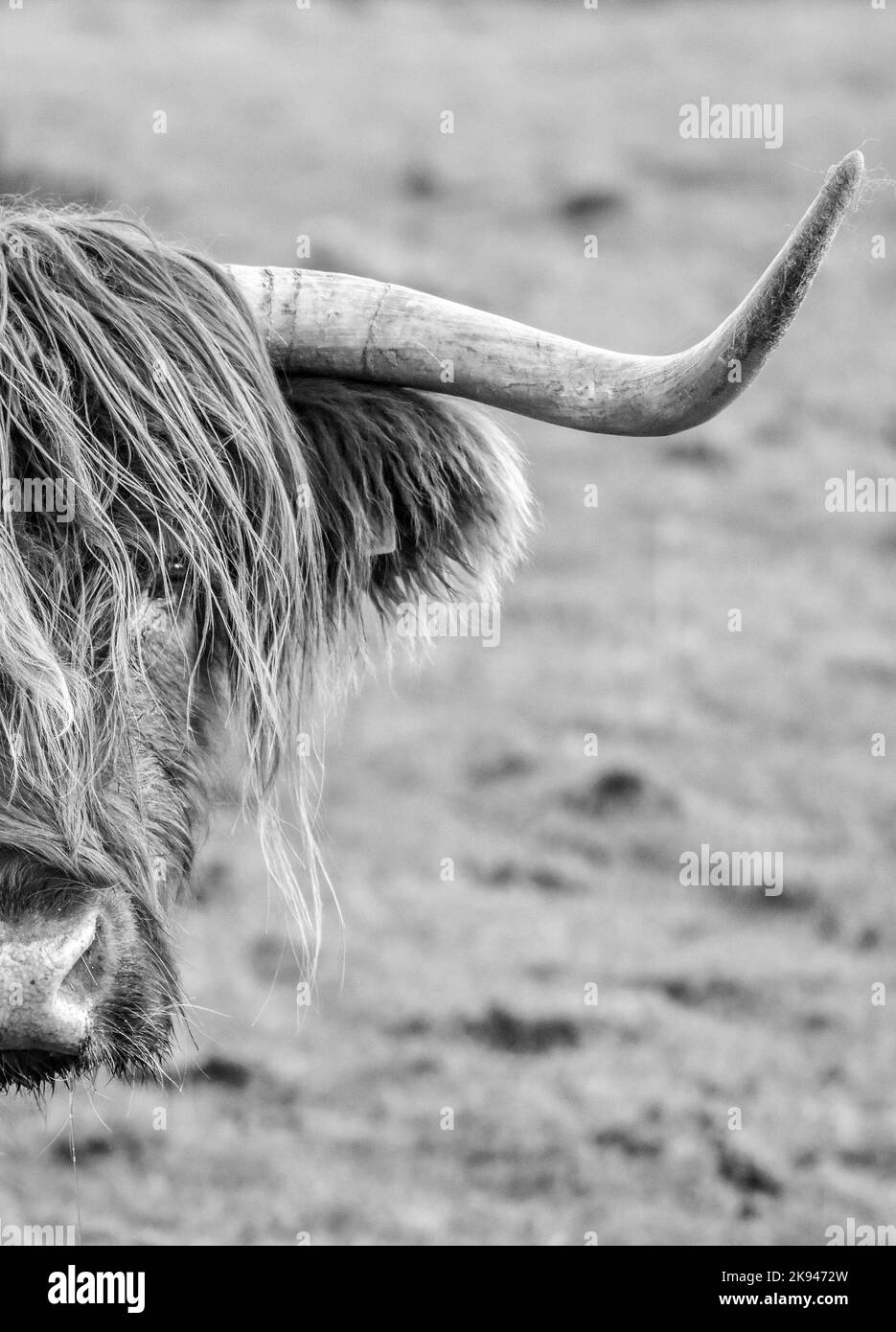 West highland cow Black and White Stock Photos & Images Alamy