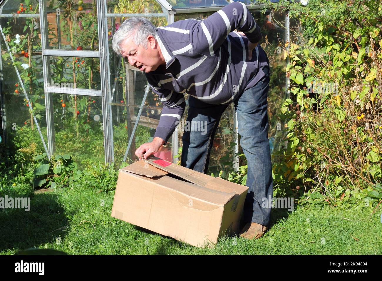 Lifting heavy weights incorrectly, not bending legs at the knee and causing injury Stock Photo