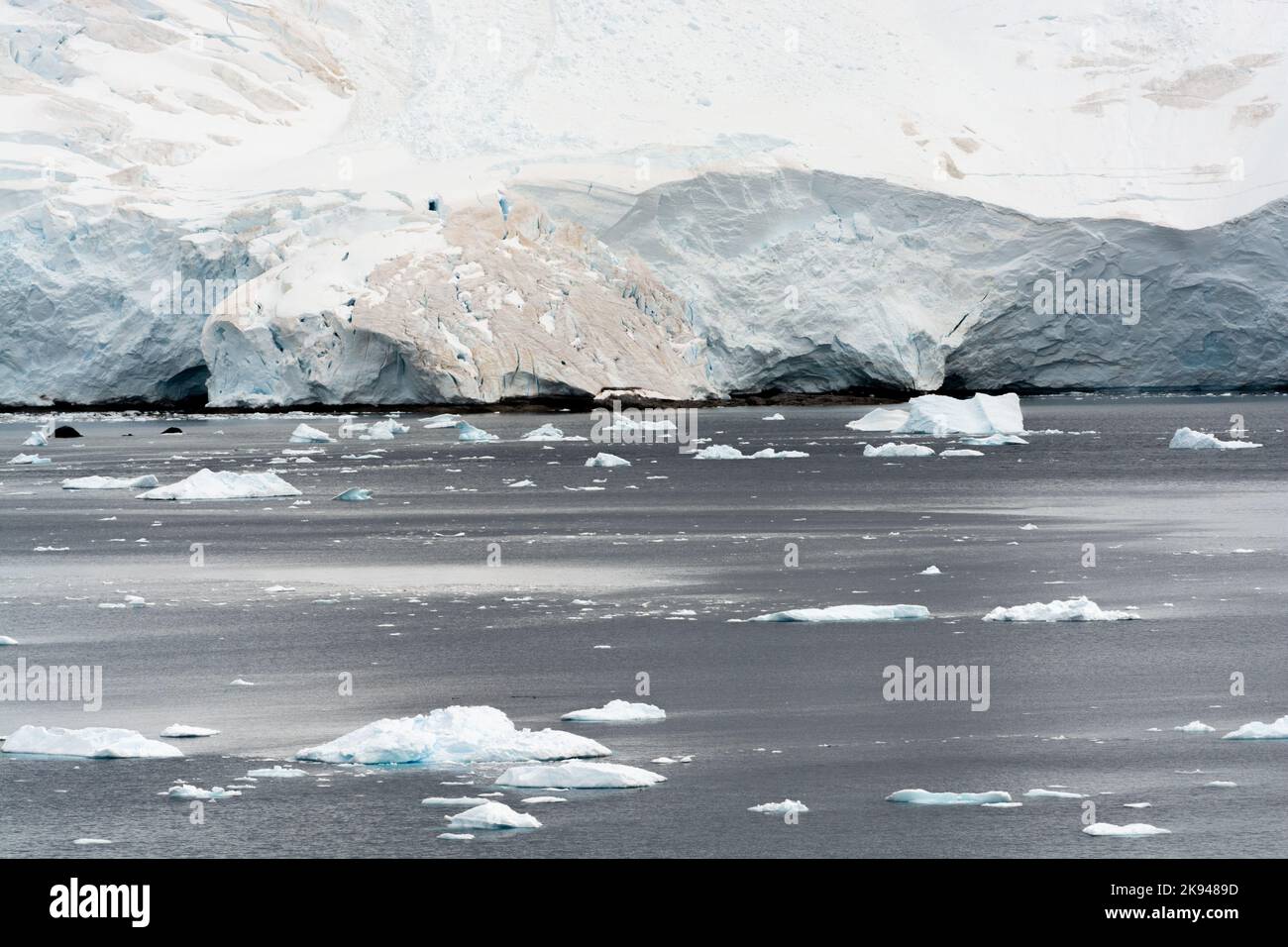 snow algae on ice and snow shoreline of culverville island. errera channel. antarctic peninsula. antarctica Stock Photo