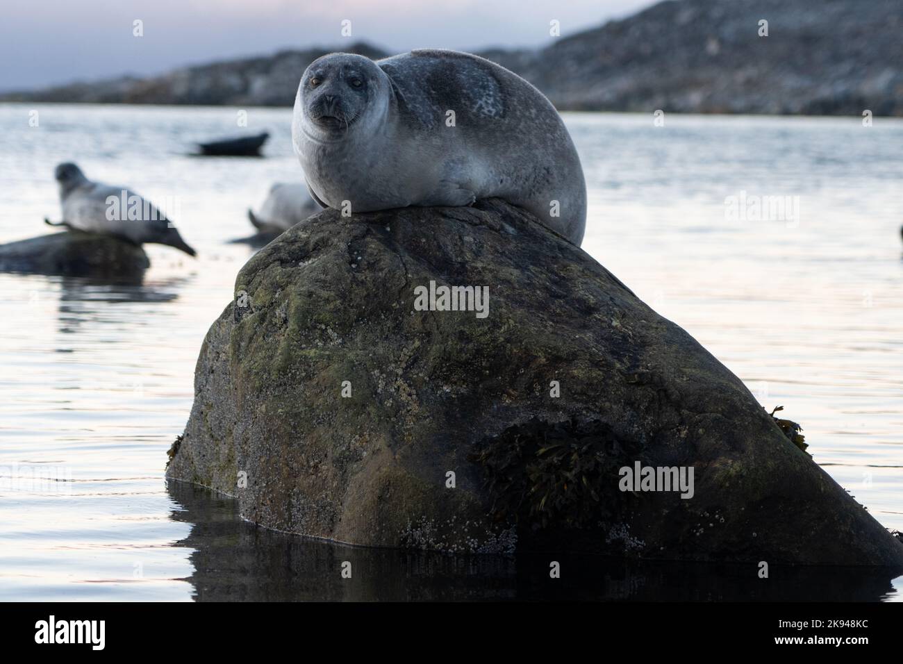 The Harbor (or Harbour) Seal (Phoca Vitulina), Also Known As The Common ...