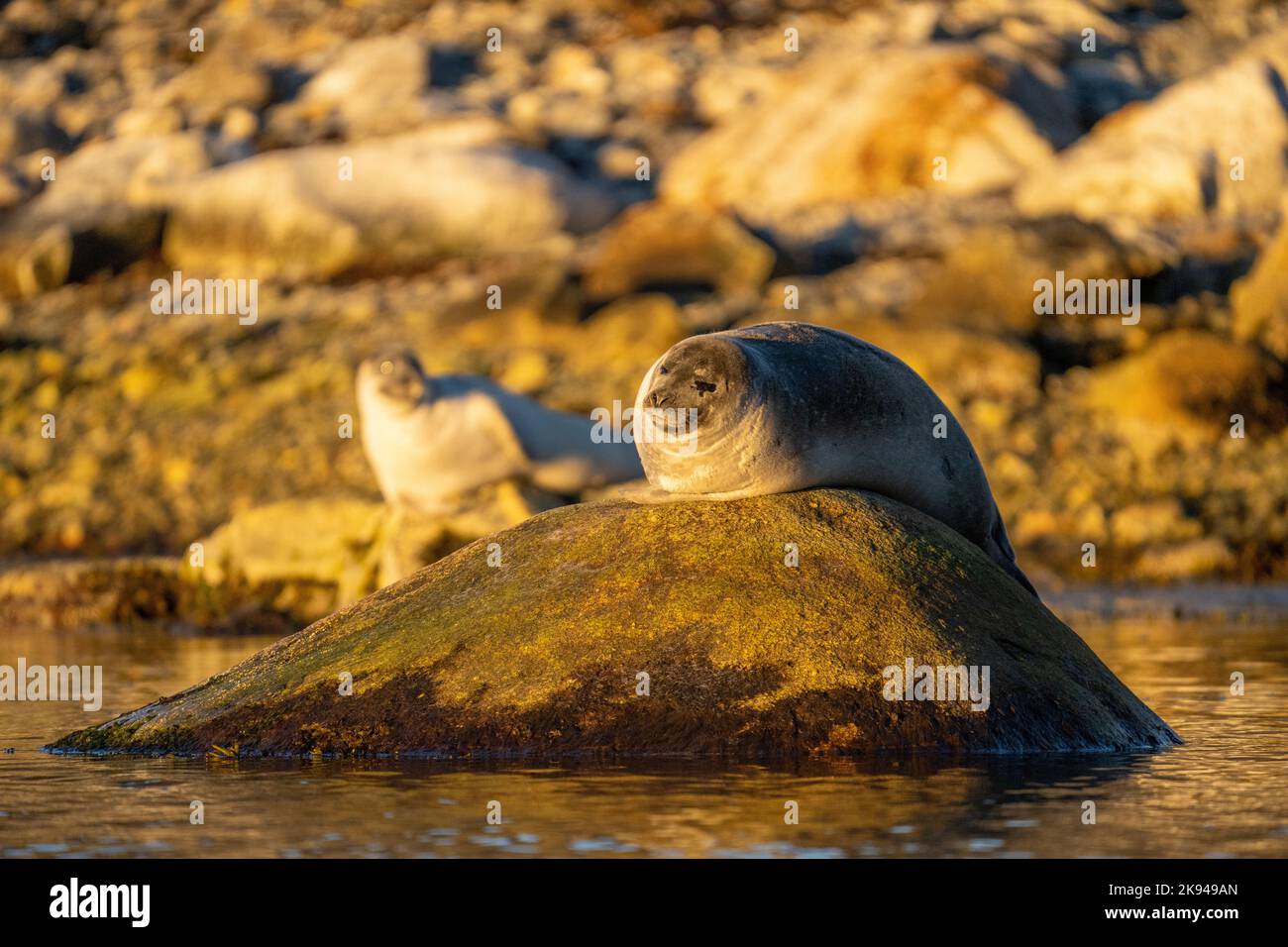 The harbor (or harbour) seal (Phoca vitulina), also known as the common seal, is a true seal found along temperate and Arctic marine coastlines of the Stock Photo