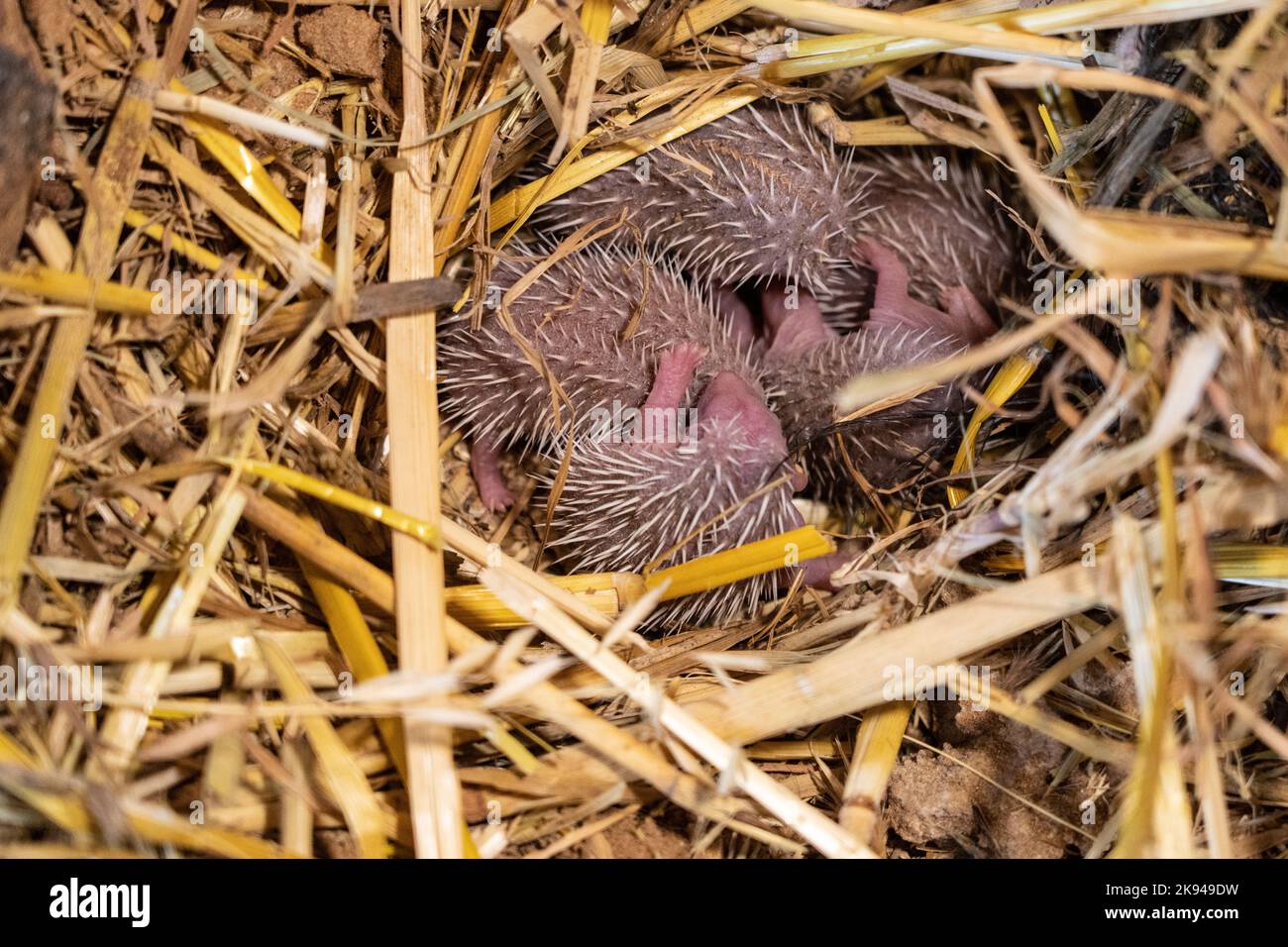 A litter of young Southern white-breasted hedgehogs (Erinaceus concolor) (AKA Eastern European Hedgehog) This hedgehog is an omnivore and has been kno Stock Photo