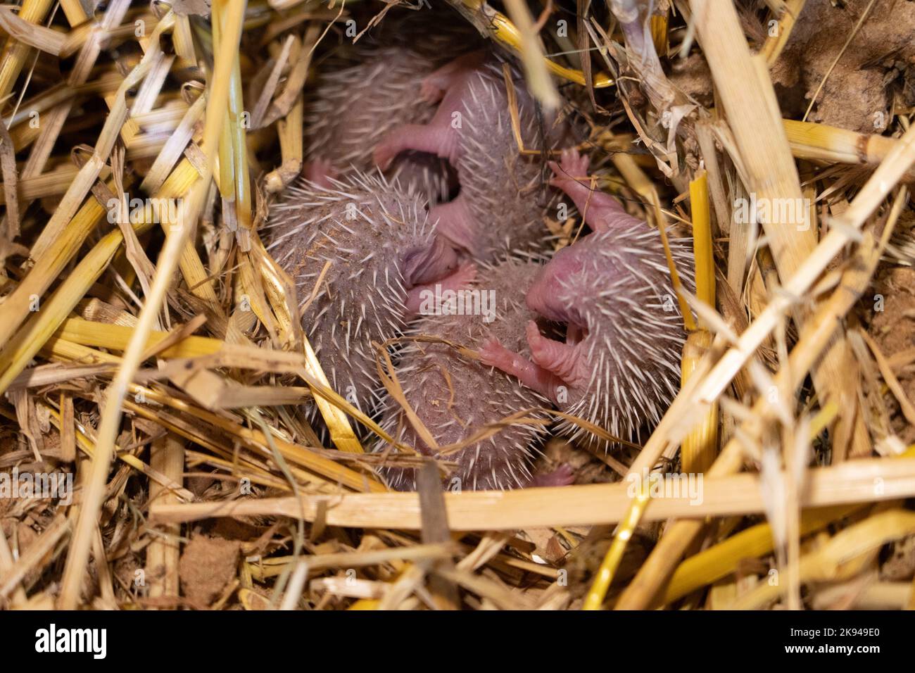 A litter of young Southern white-breasted hedgehogs (Erinaceus concolor) (AKA Eastern European Hedgehog) This hedgehog is an omnivore and has been kno Stock Photo