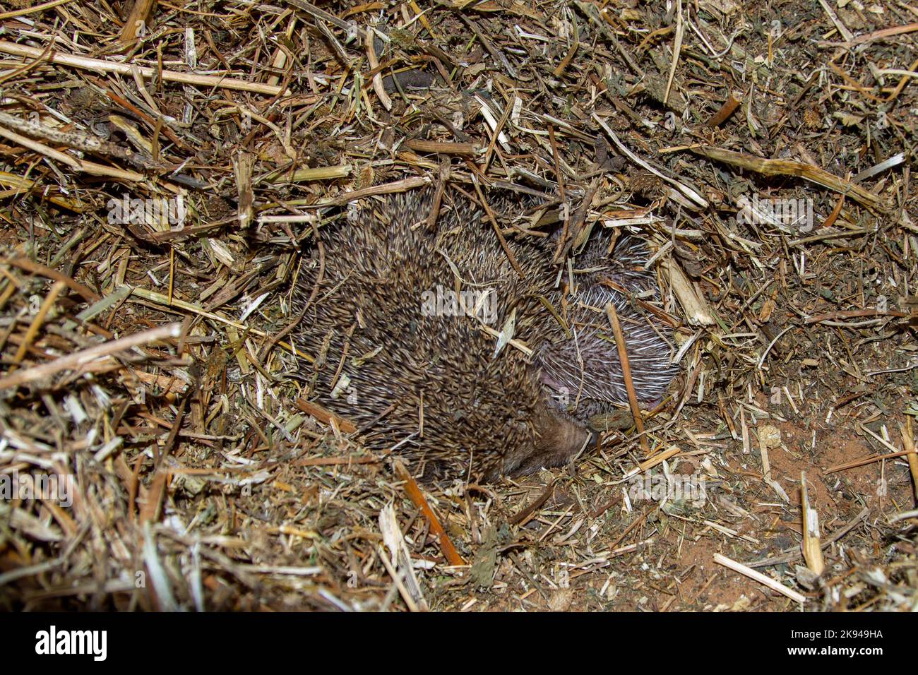 A litter of young Southern whitebreasted hedgehogs (Erinaceus concolor
