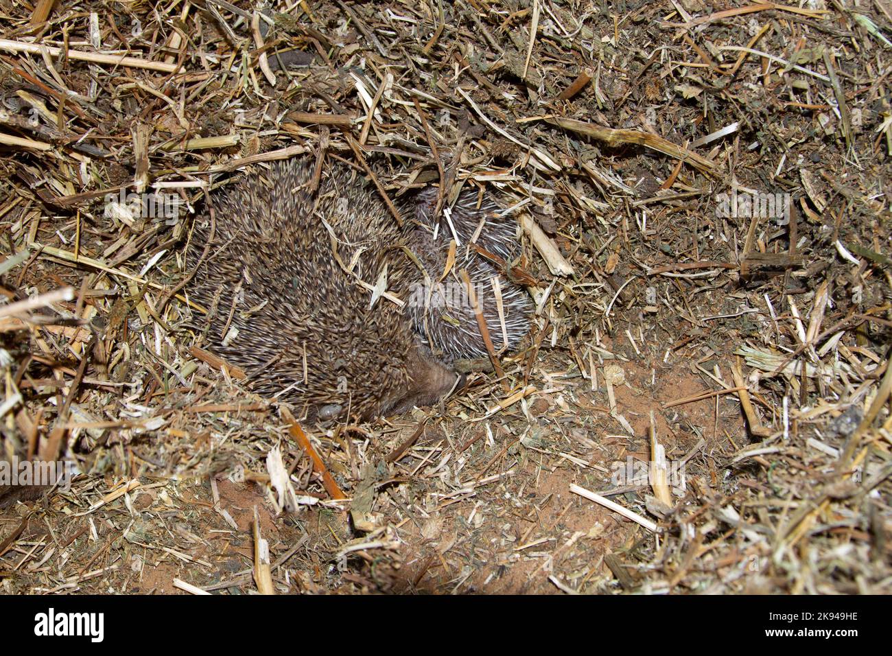 A litter of young Southern whitebreasted hedgehogs (Erinaceus concolor