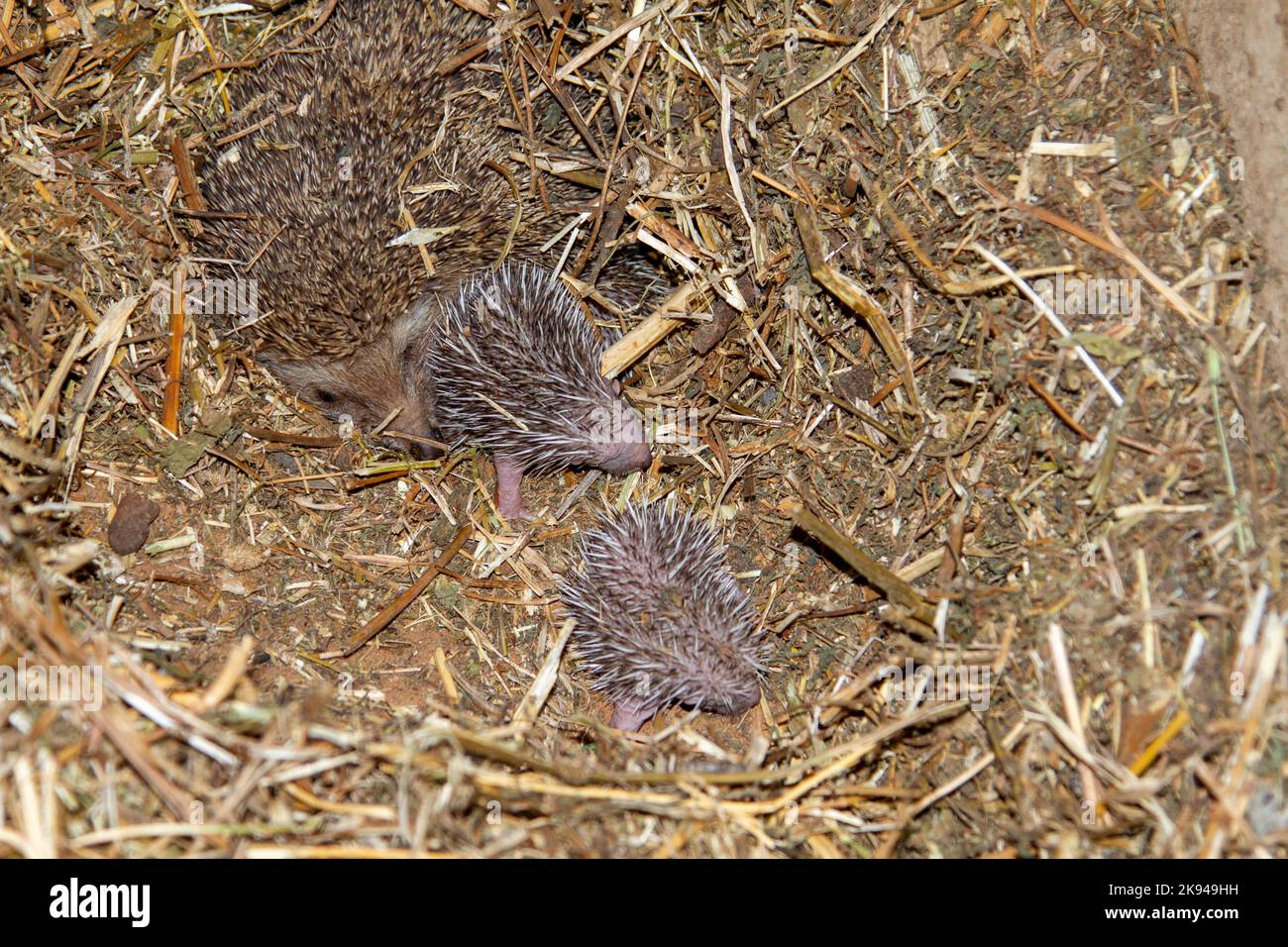 A litter of young Southern whitebreasted hedgehogs (Erinaceus concolor