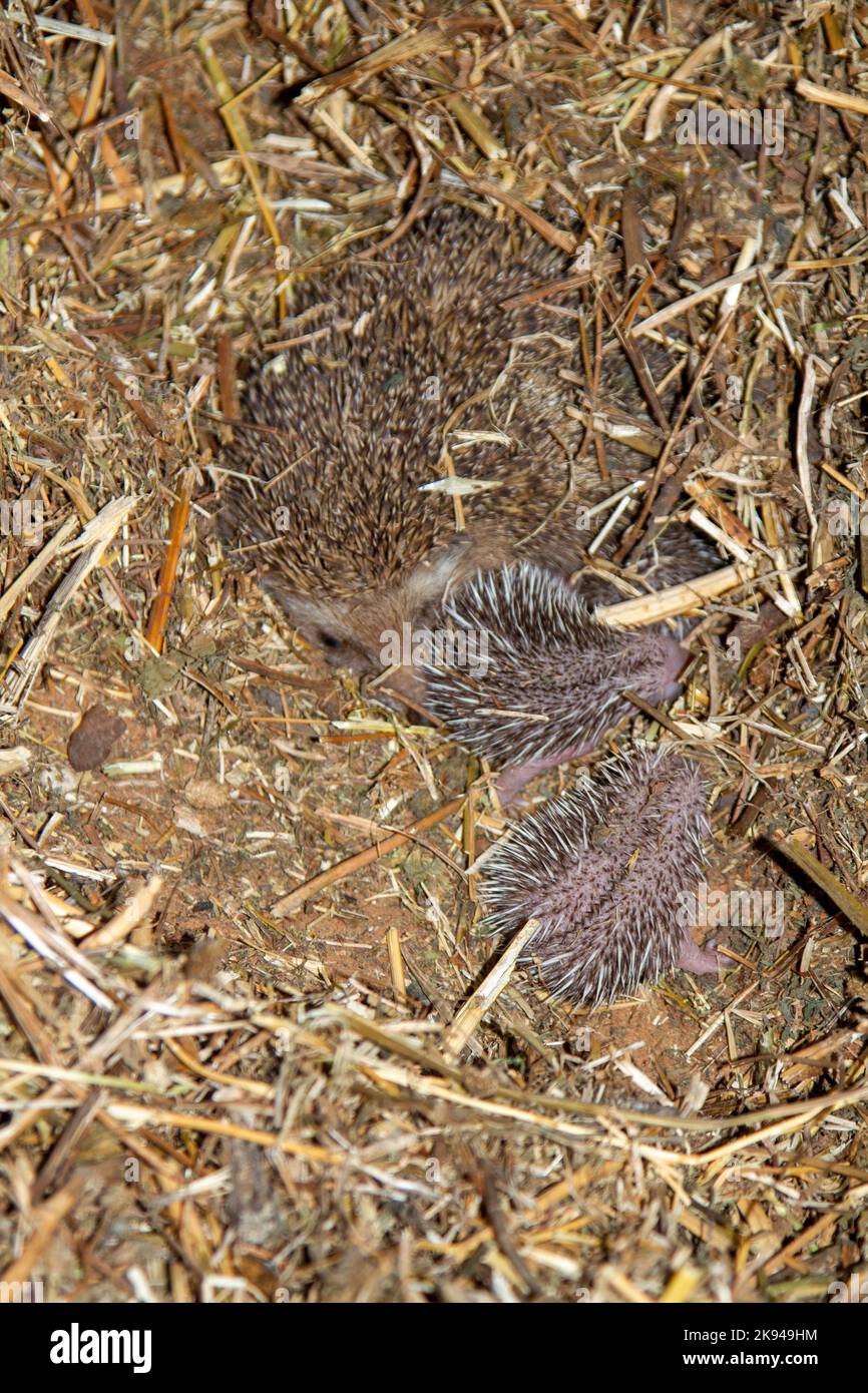 A litter of young Southern whitebreasted hedgehogs (Erinaceus concolor
