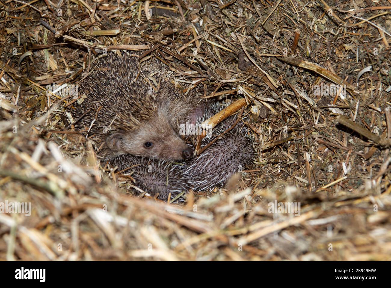 A litter of young Southern whitebreasted hedgehogs (Erinaceus concolor