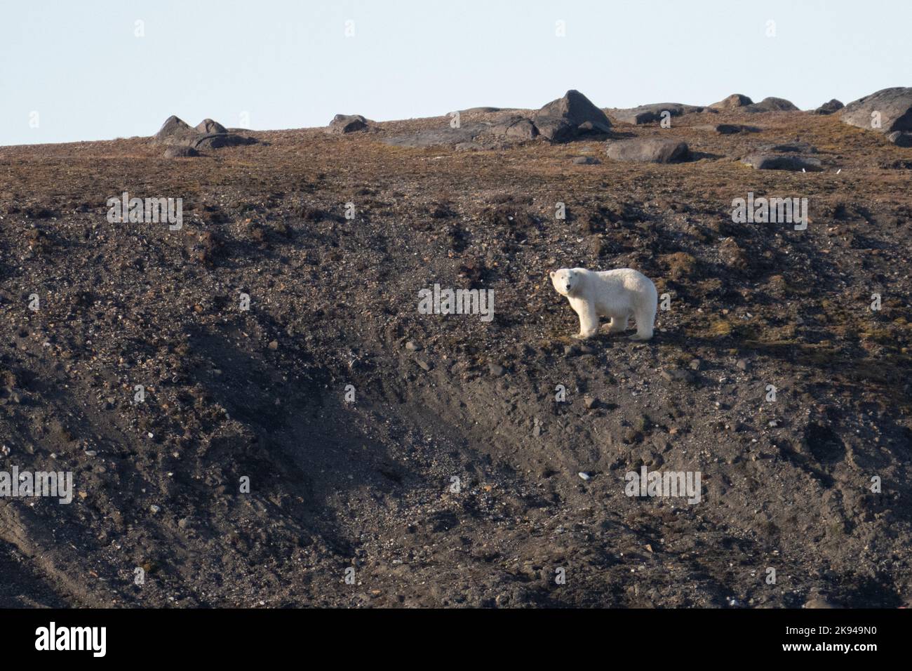 Polar bear (Ursus maritimus) Photographed in Spitsbergen, Norway in August Stock Photo