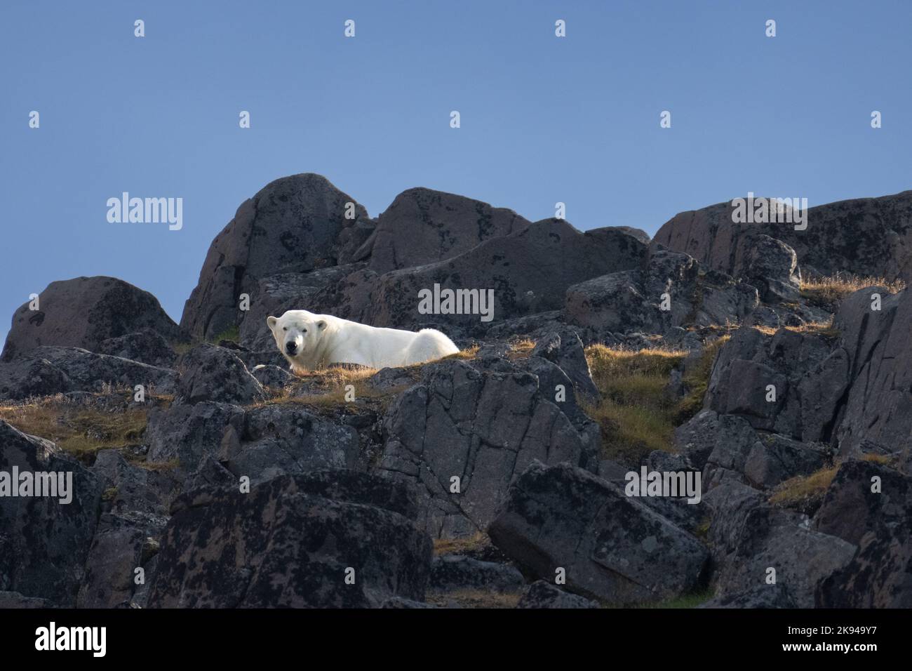 Polar bear (Ursus maritimus) Photographed in Spitsbergen, Norway in August Stock Photo