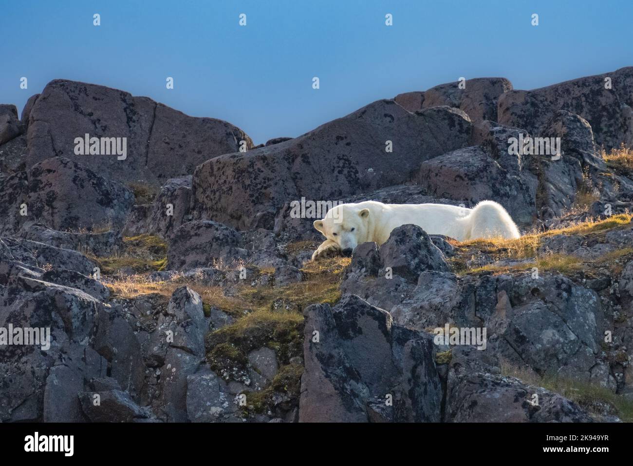 Polar bear (Ursus maritimus) Photographed in Spitsbergen, Norway in August Stock Photo