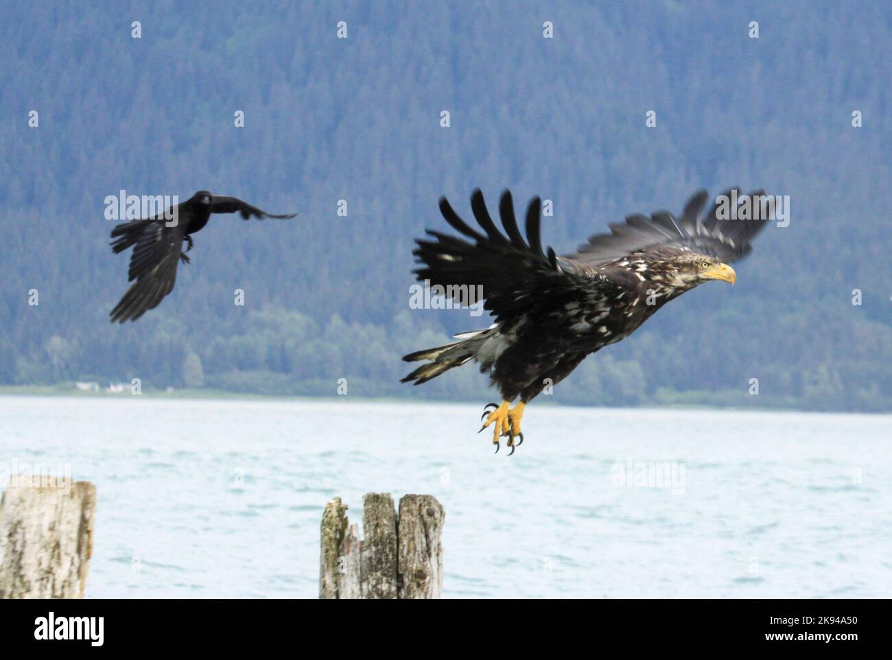 Juvenile Bald Eagle (Haliaeetus leucocephalus) at Kenai Peninsula Borough, Alaska Stock Photo