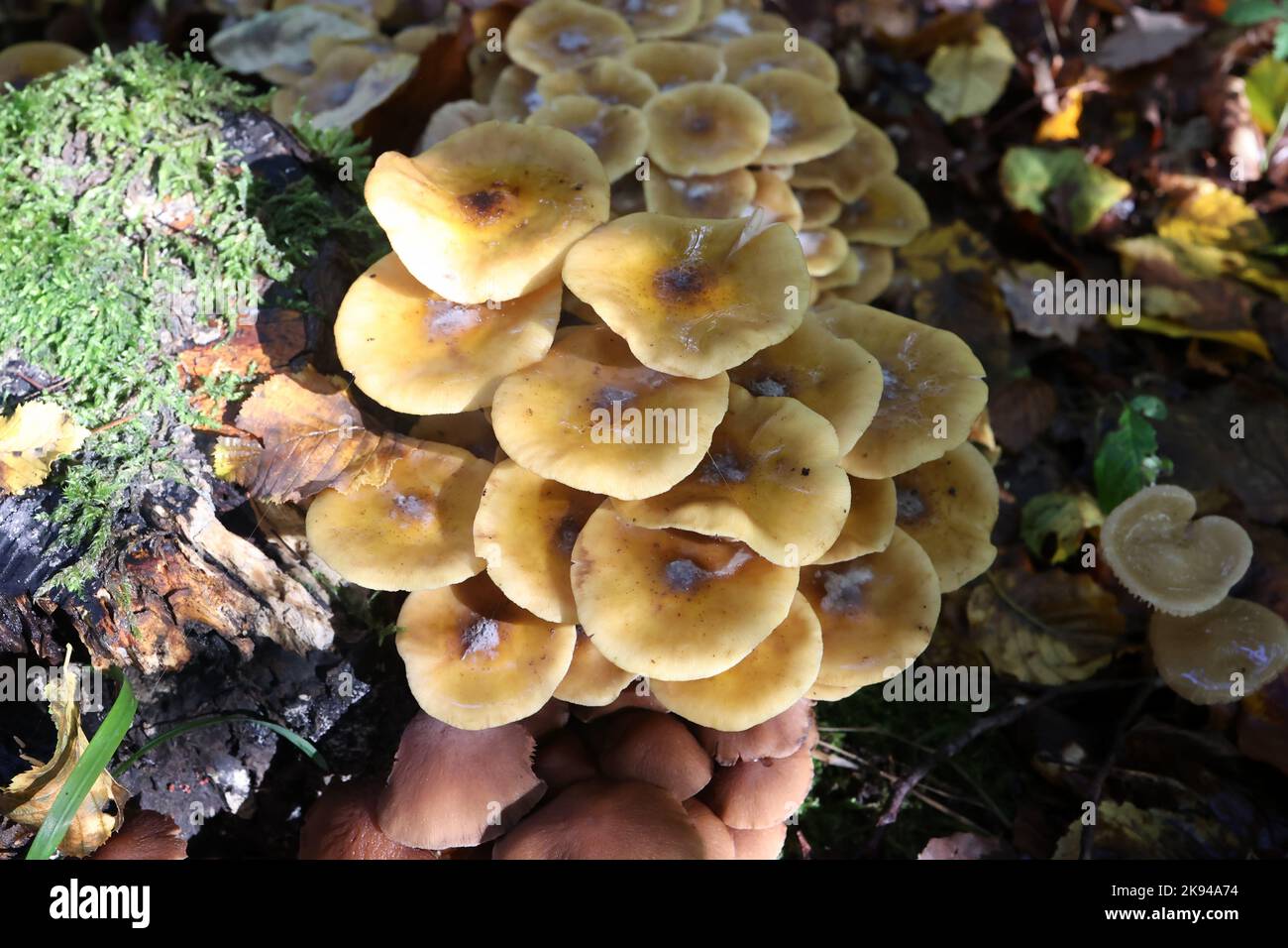 Autumn mushrooms grow in the forest on a stump Stock Photo - Alamy