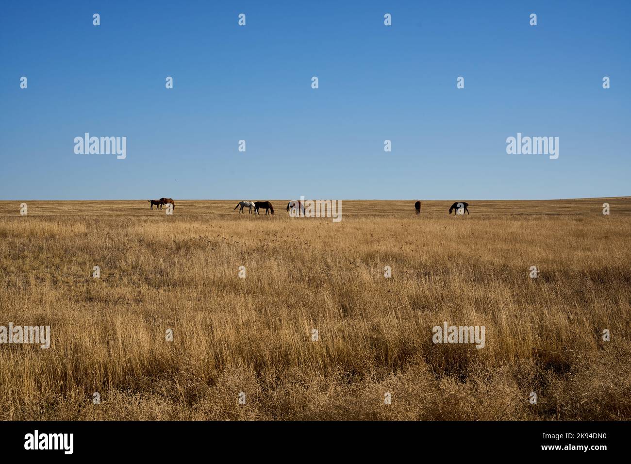 Pferde weiden in trockener Savanne, Halbwüste, Steppenlandschaft Garedscha, Region Kachetien, Raion Sagaredscho, Südosten von Georgien Stock Photo