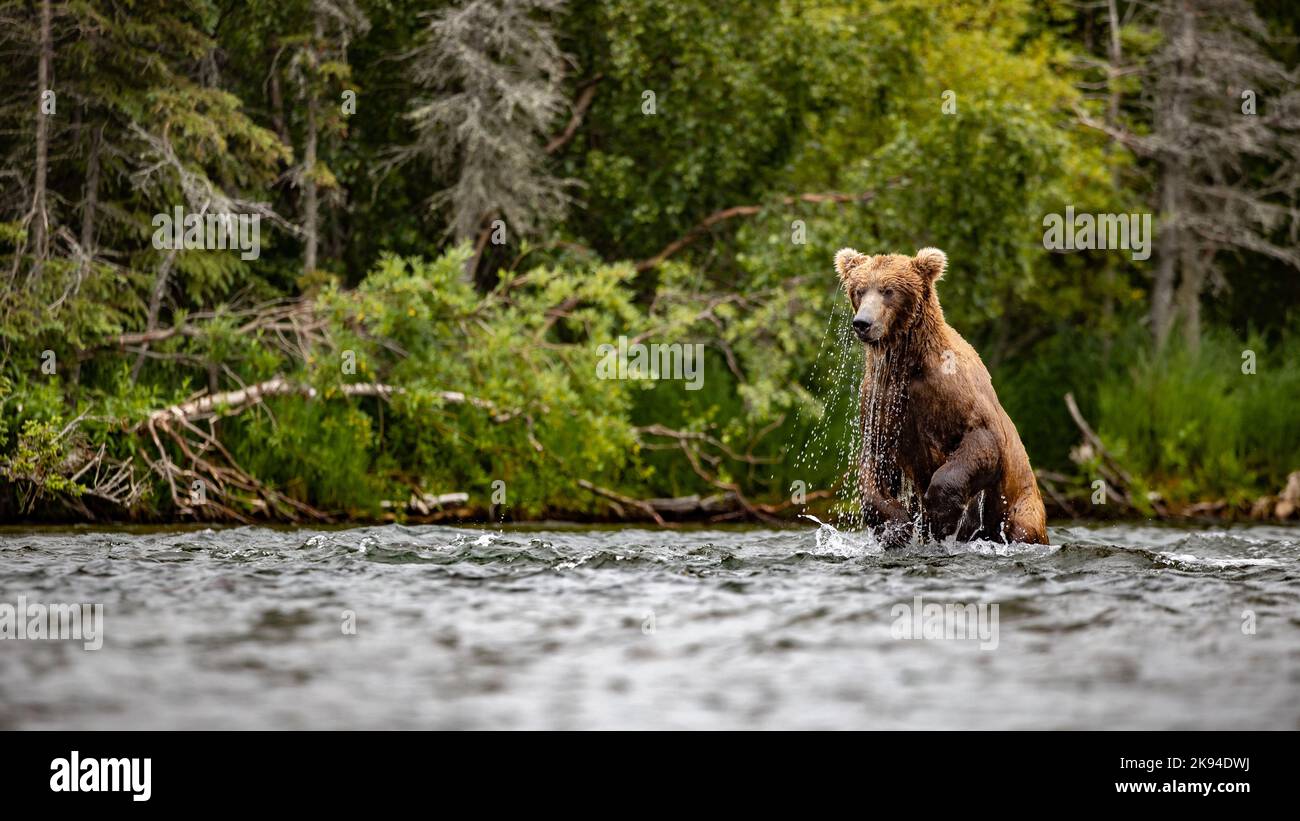 Bears fishing in Alaska, USA Stock Photo