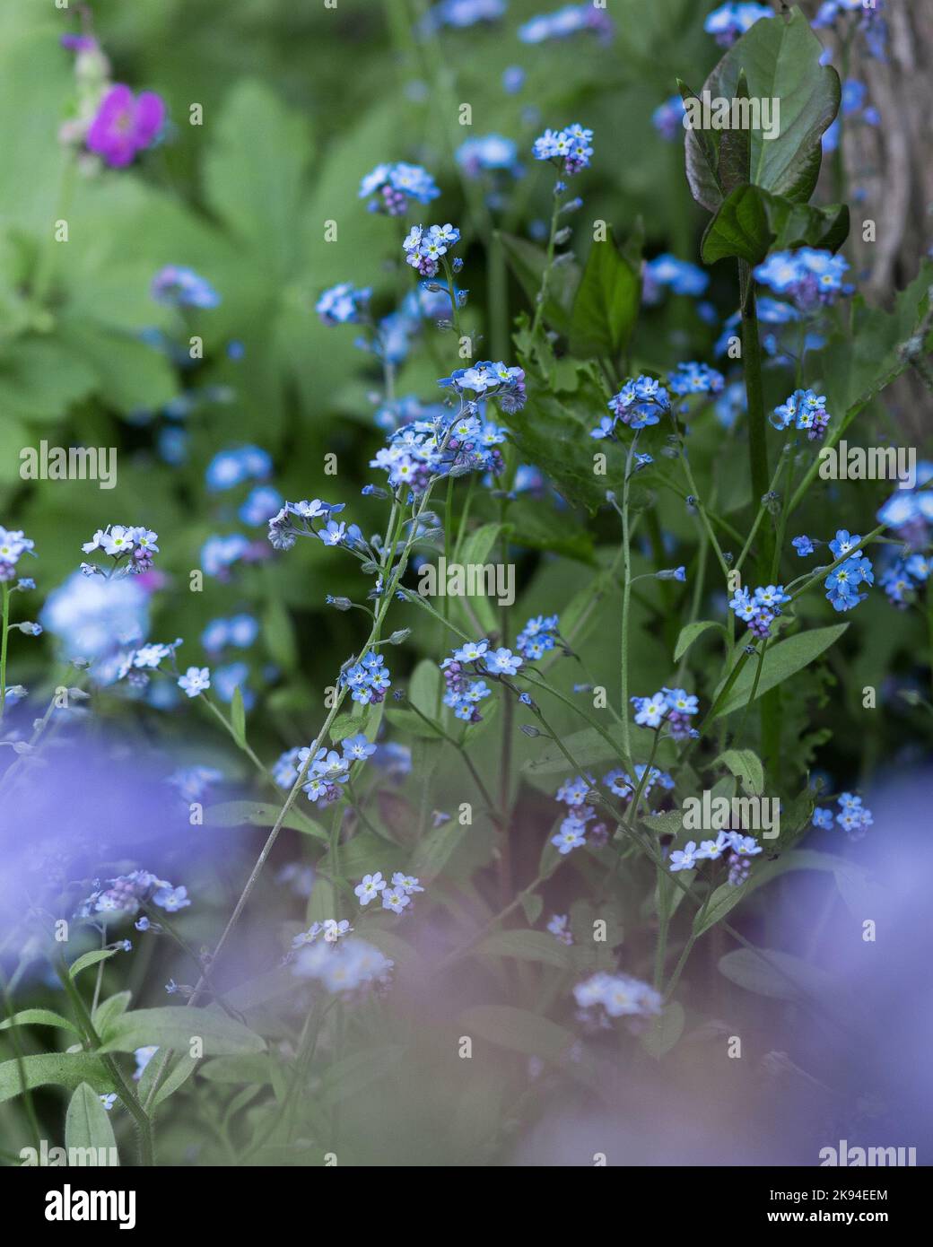 A closeup shot of water forget-me-not flowers in the lush garden in the daylight Stock Photo